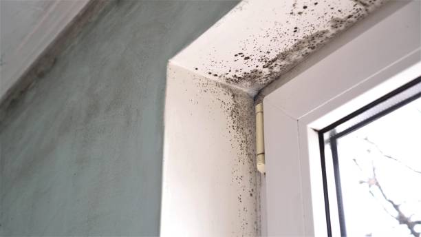 Best Basement Mold Remediation in St Pete Beach, FL